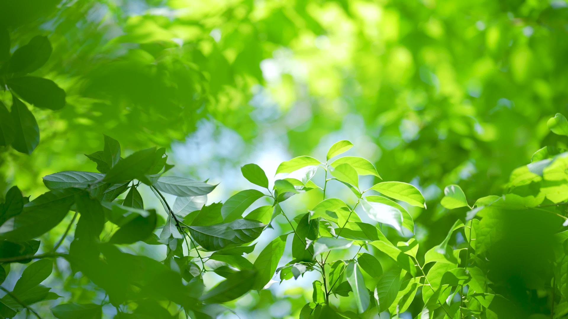 夏日阳光树叶风景空镜4k视频的预览图