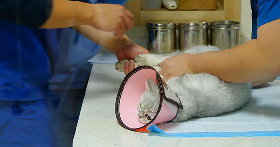 4K猫猫治疗喵咪治病看病检查抽血取样化验视频的预览图