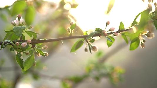 美丽的春天杏花光影空镜视频视频的预览图