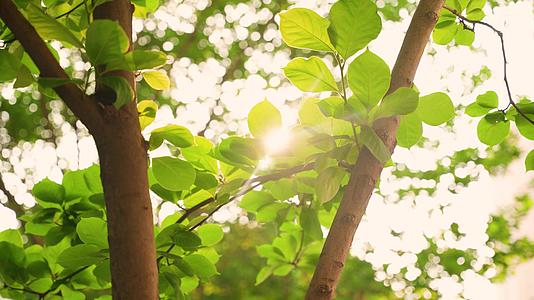 夏日阳光树叶风景空镜4k视频的预览图