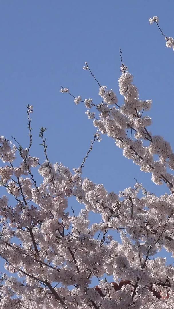 青岛春风盛开的樱花视频视频的预览图