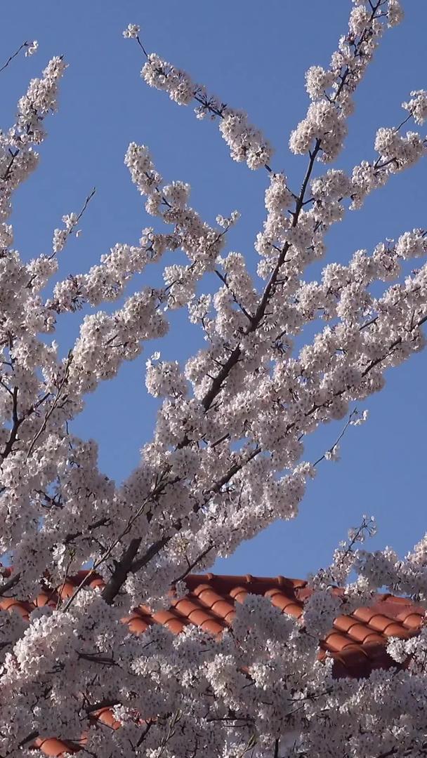 青岛春风盛开的樱花视频视频的预览图