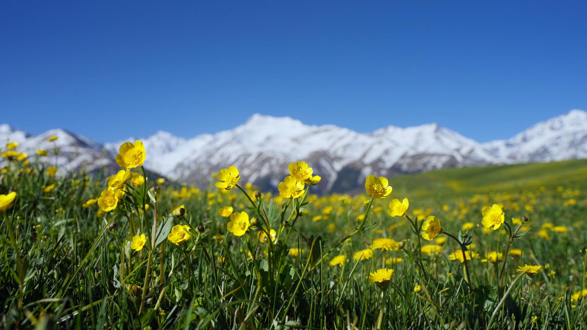 新疆伊犁那拉提草原野花的预览图
