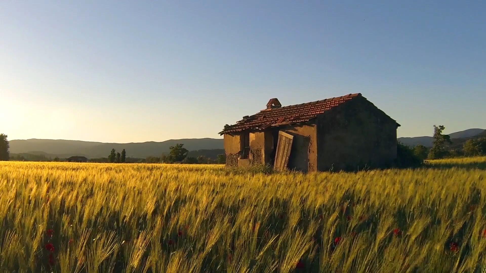 夕阳下的小麦农场视频的预览图