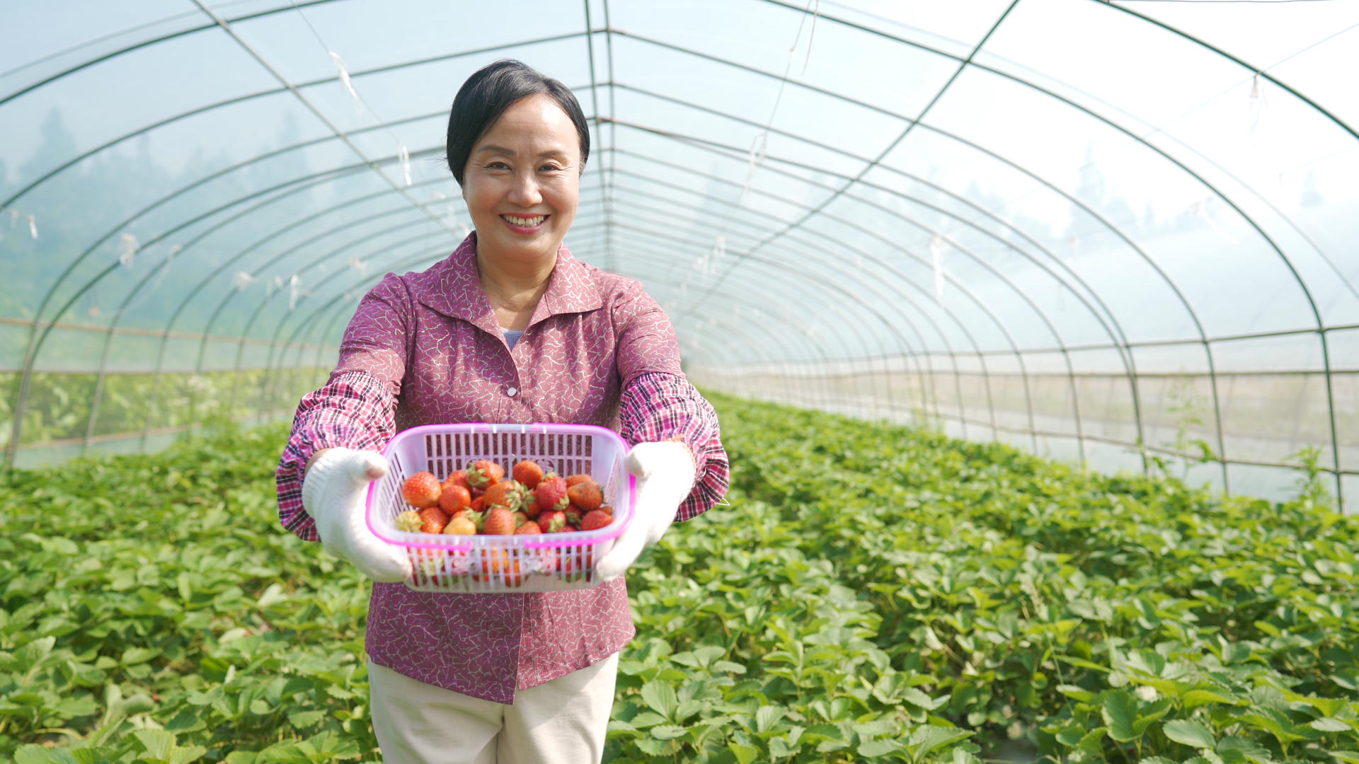 4k草莓大棚果农手捧草莓微笑镜头视频的预览图
