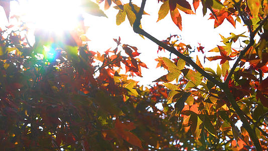 4k实拍秋季的红枫视频的预览图