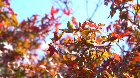 4k实拍入秋的枫叶视频的预览图