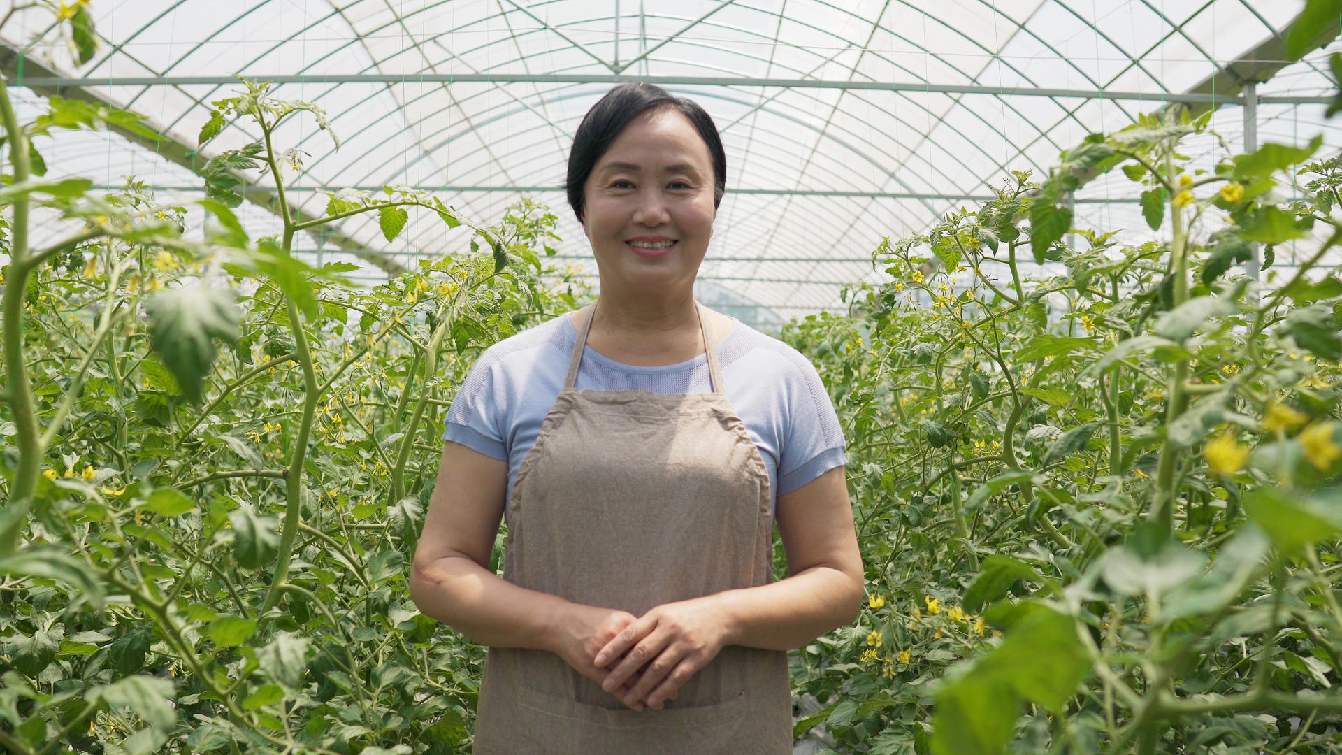 4k番茄大棚里工作的女性农场帮工视频的预览图