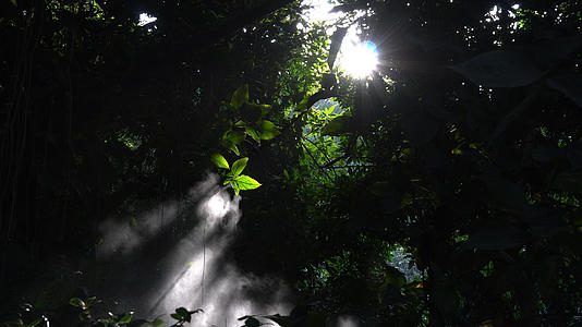 4k实拍丛林里的阳光视频的预览图