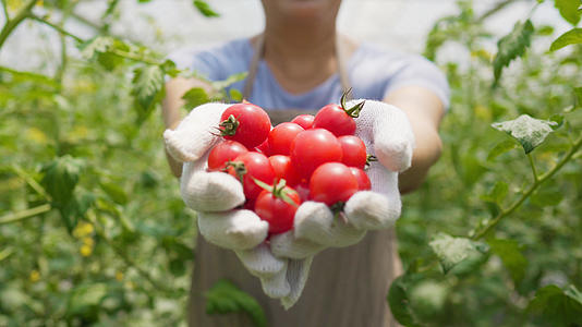 4k果农展示新鲜摘下的水果小西红柿圣女果视频的预览图