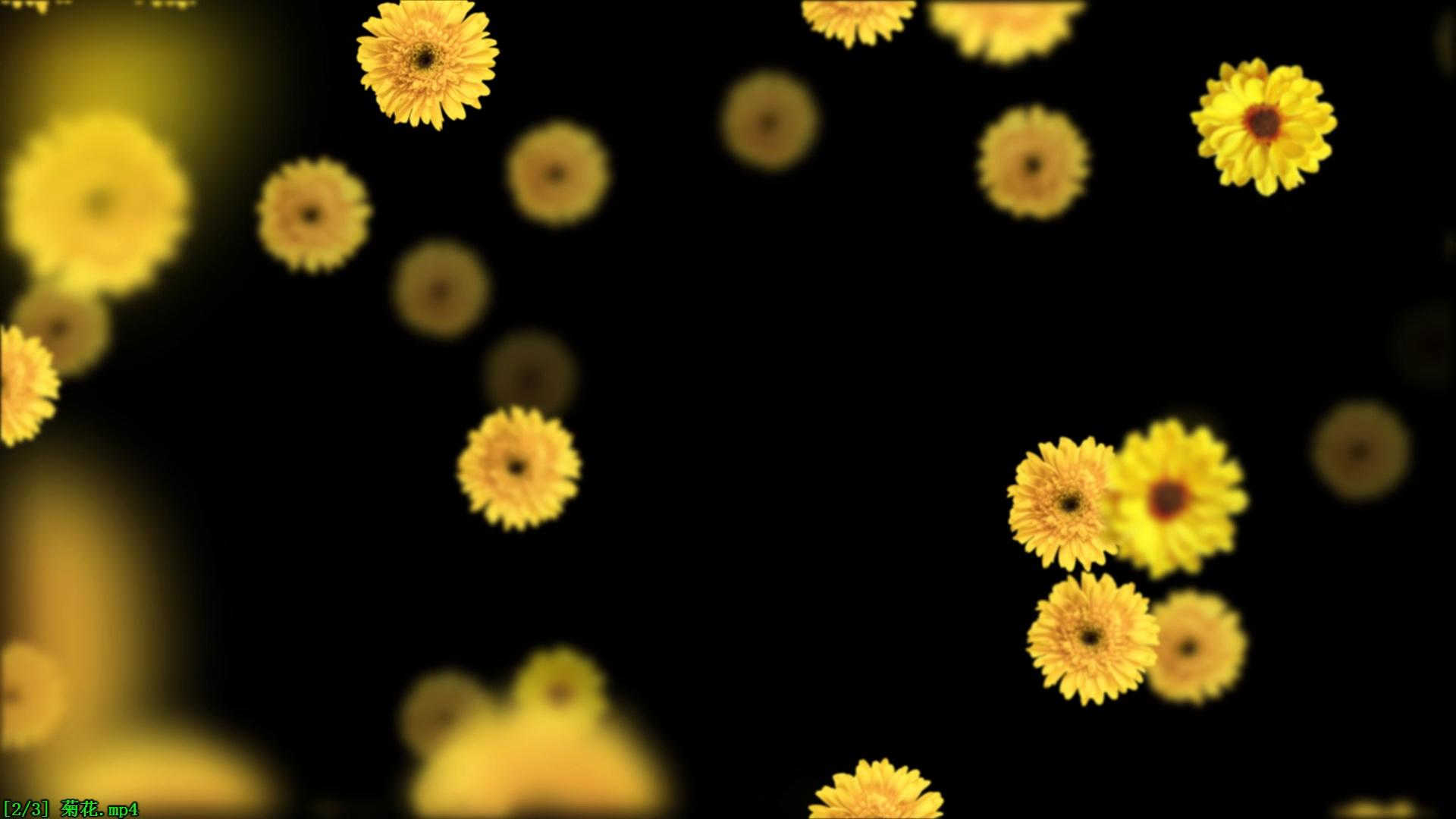 悬浮菊花视频的预览图