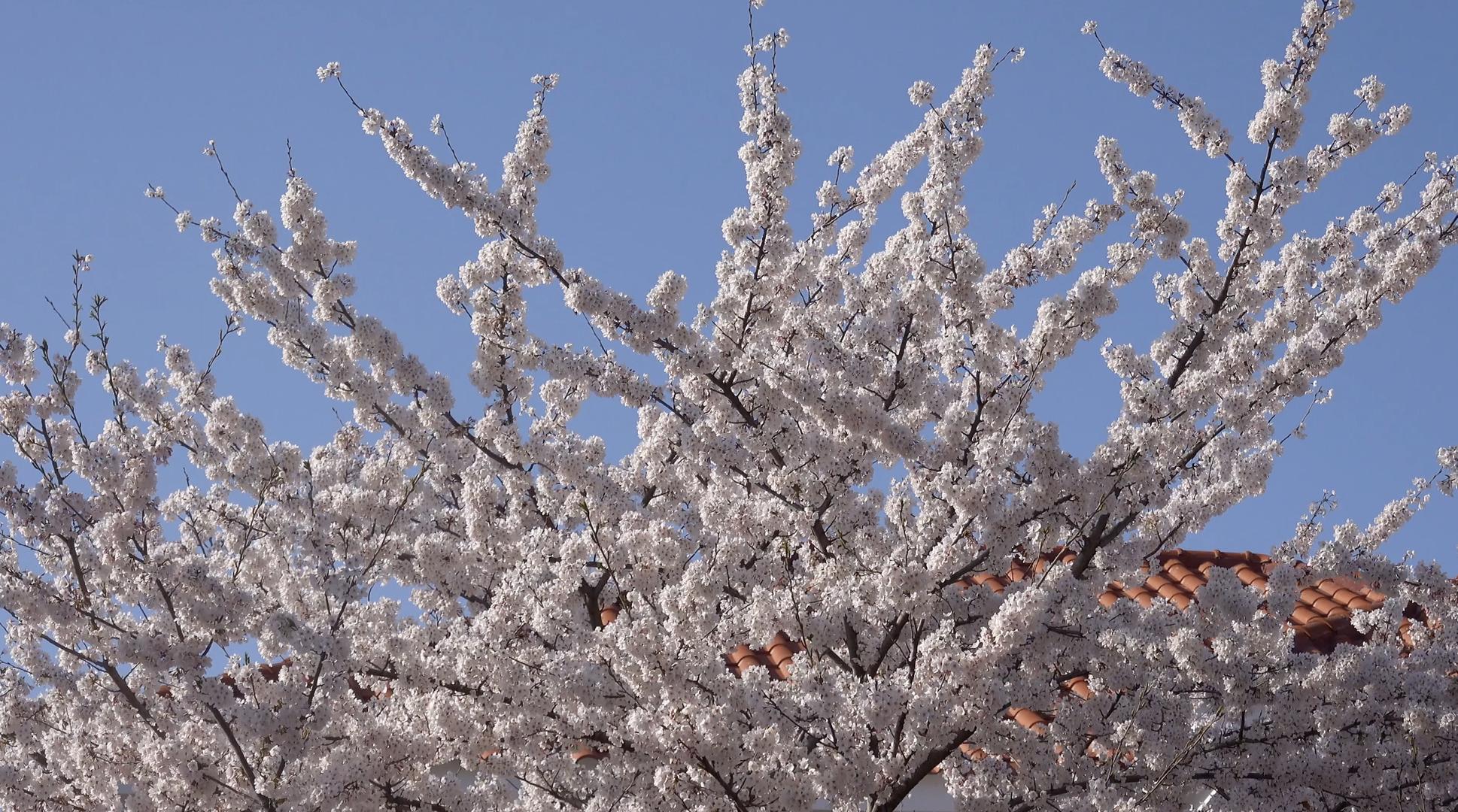 青岛春季风光盛开的樱花4K视频视频的预览图