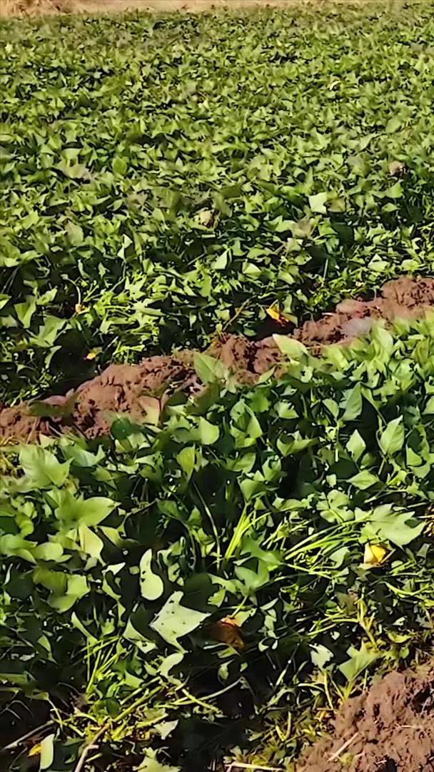 红薯种植管理视频的预览图