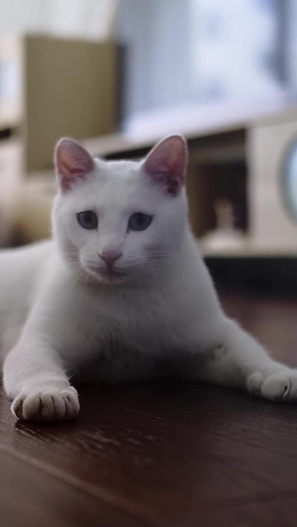 可爱的宠物猫视频的预览图
