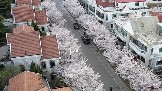 青岛春季风光樱花盛开的街道航拍4K视频视频的预览图