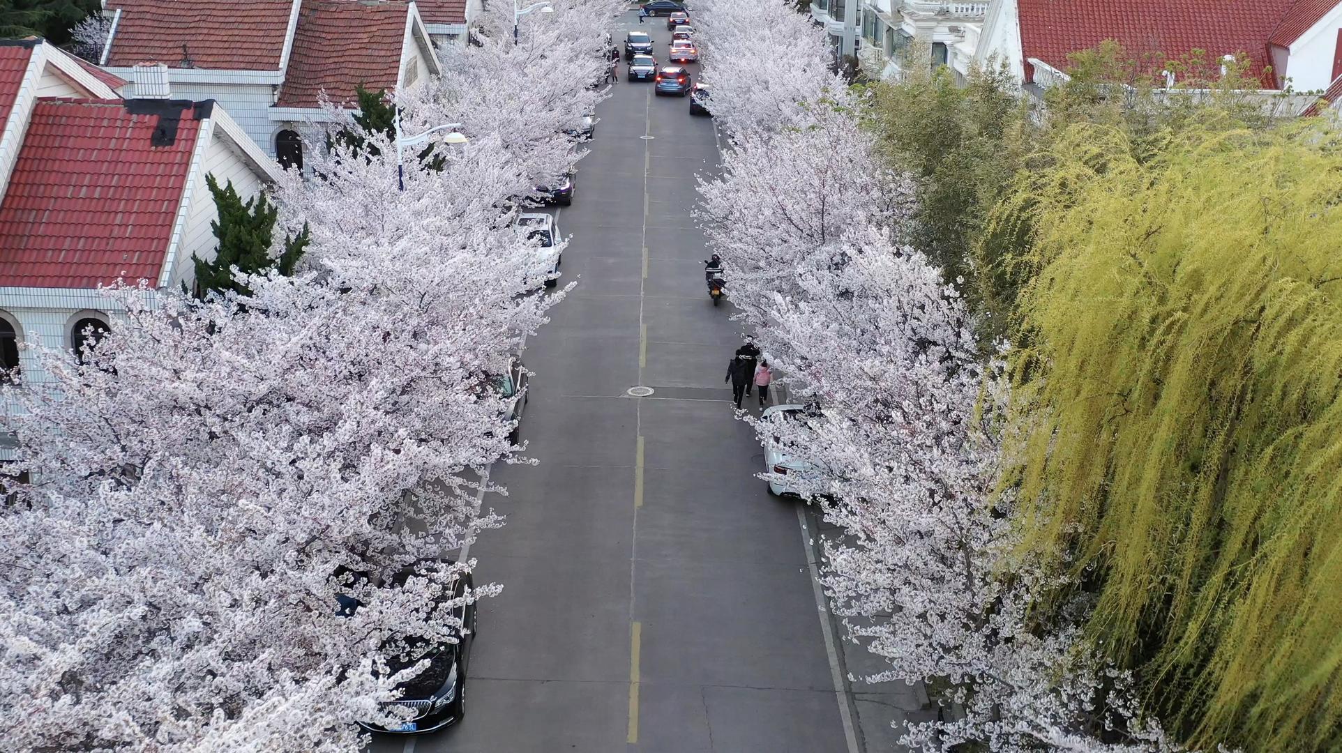 樱花盛开的街道航拍4K视频视频的预览图