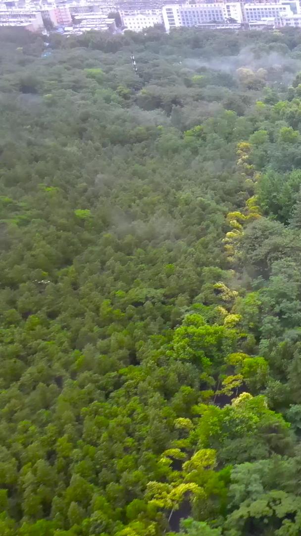 淮北4A风景区相山国家森林公园相山天池视频的预览图