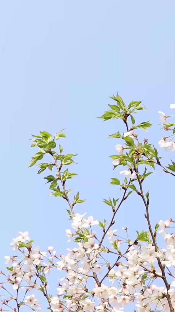 春暖花开的樱花视频视频的预览图