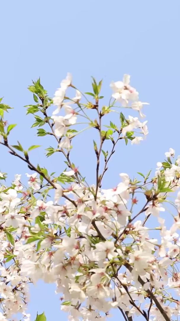 春暖花开的樱花视频视频的预览图