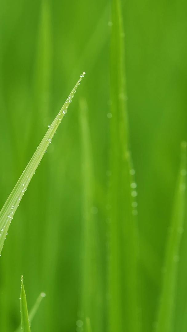 拍摄夏至稻叶尖上的水滴视频的预览图