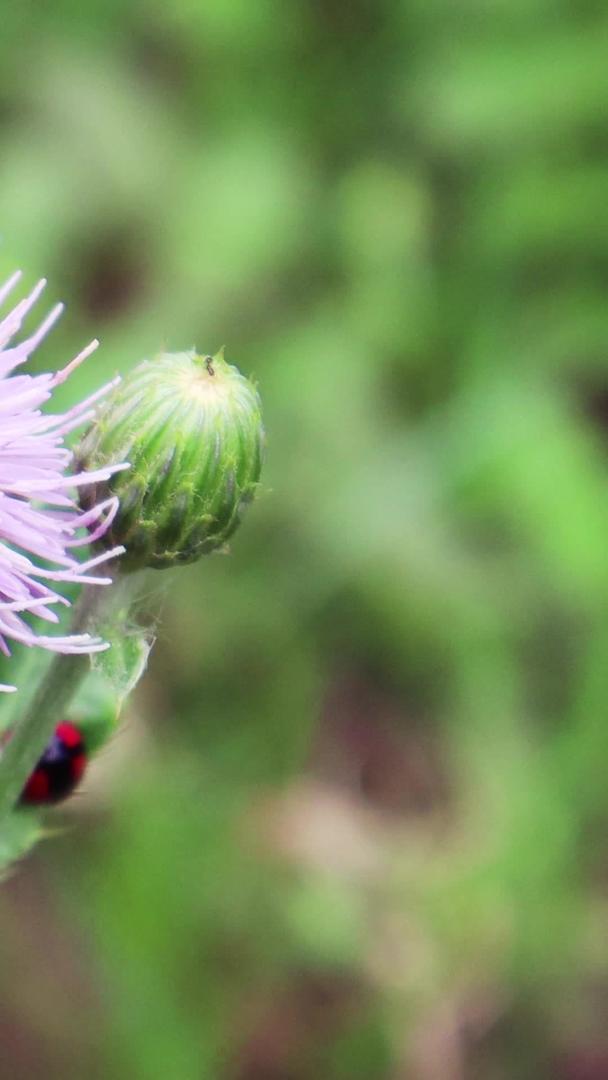春季瓢虫和蚂蚁在花上采食花粉实拍视频素材视频的预览图