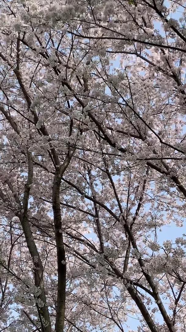 樱花树下视频的预览图