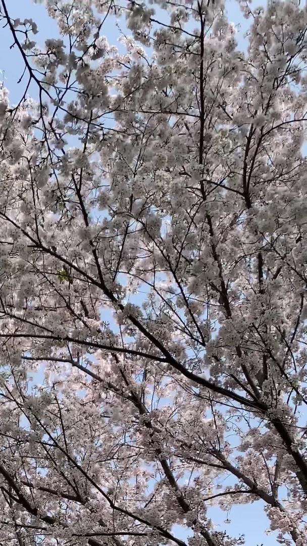 樱花树下视频的预览图
