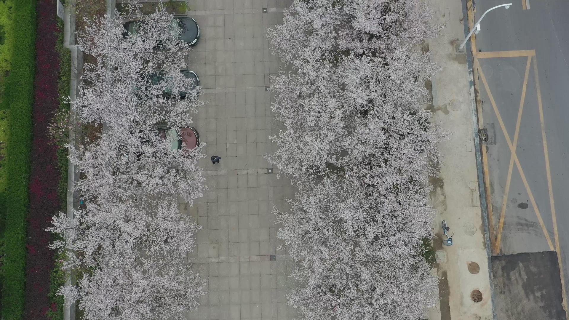 航拍开满樱花的武汉最美停车场视频的预览图