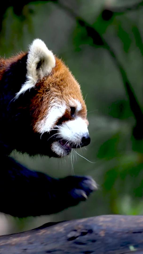可爱的小熊猫实拍行走视频的预览图