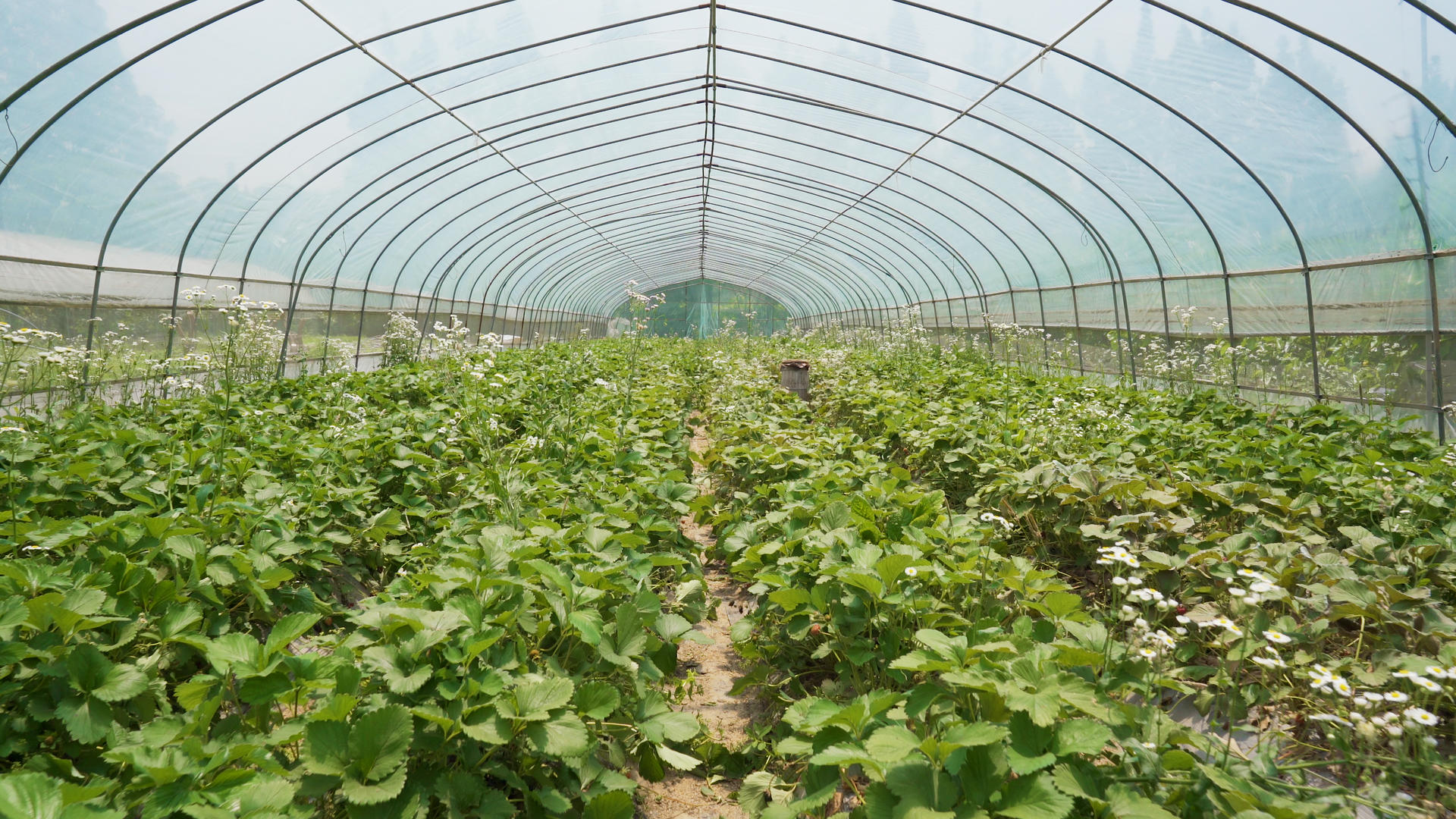 4k农业草莓种植大棚视频的预览图