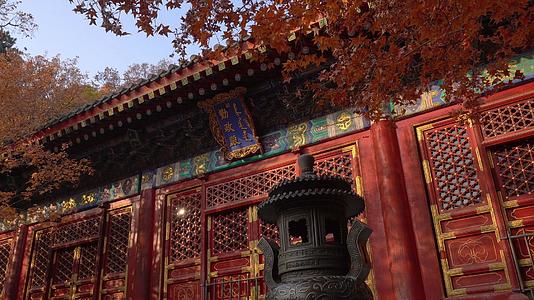 北京香山黄色枫叶勤政殿视频的预览图