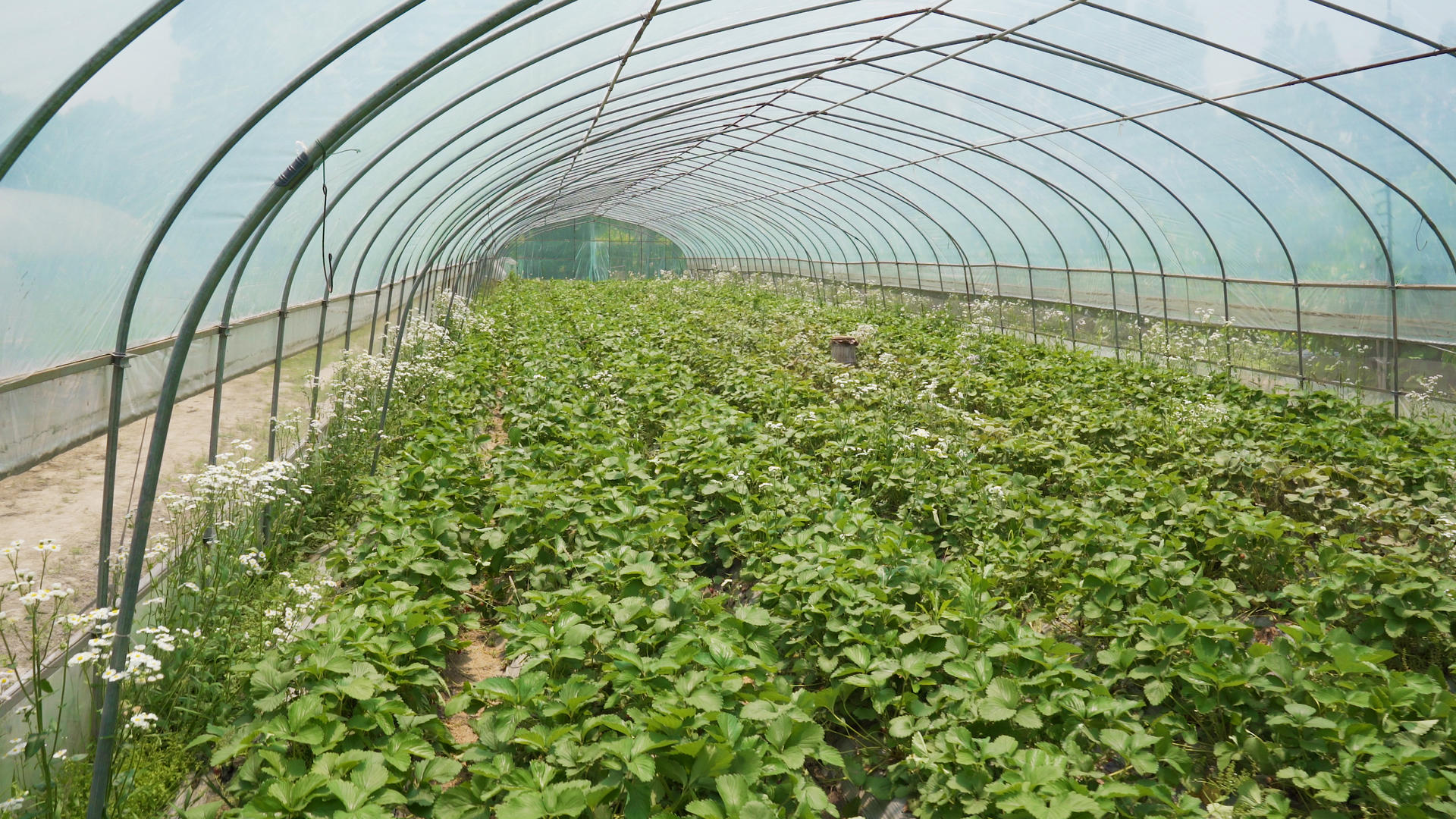4k农业种植水果草莓大棚视频的预览图