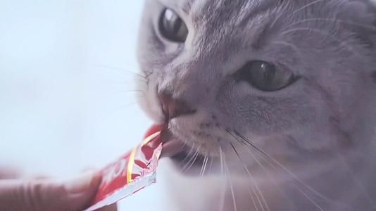 可爱小猫咪吃猫条零食视频的预览图