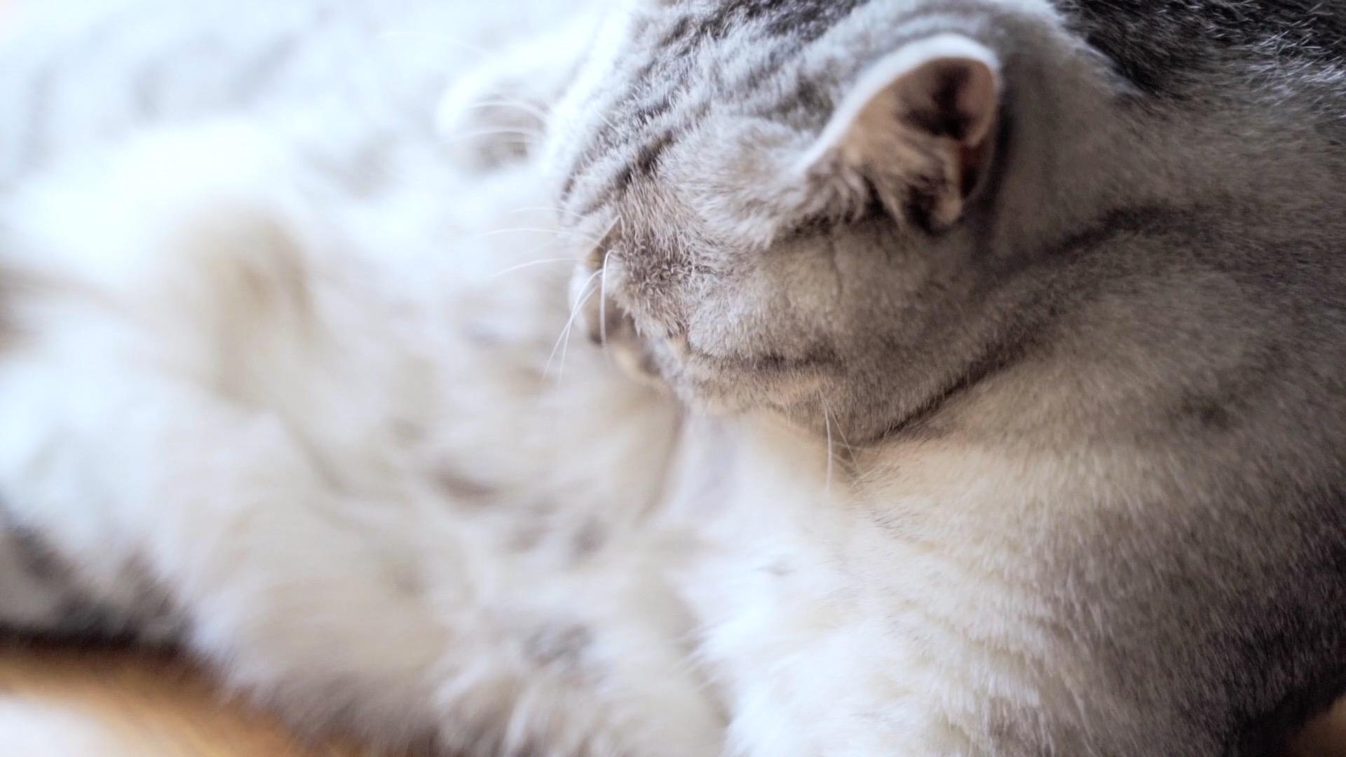 可爱的小猫咪舔毛休息睡觉视频的预览图