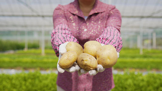 4k土豆田里农民手拿土豆展示特写视频的预览图