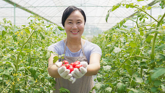 4k西红柿番茄种植田里的阿姨手捧水果番茄西红柿圣女果丰收视频的预览图