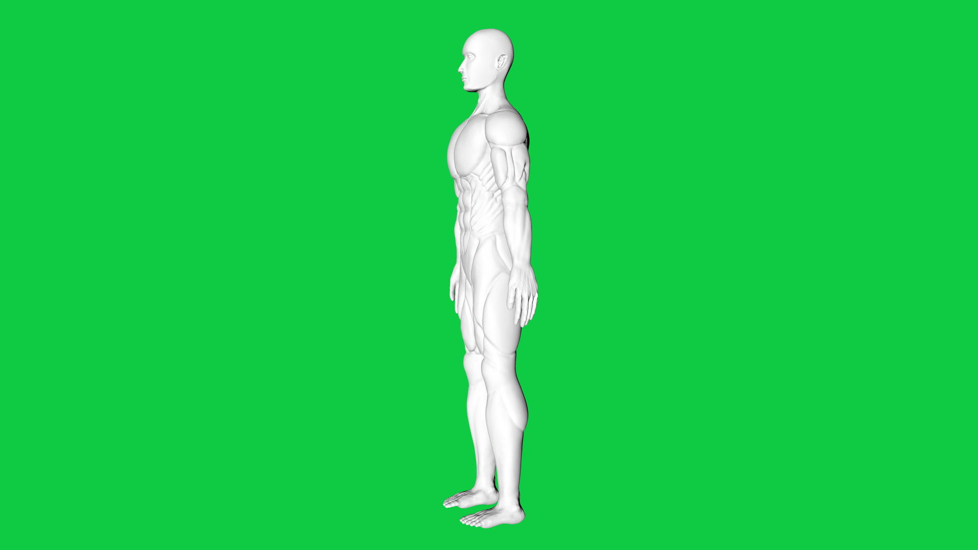 3D在绿屏背景上旋转人体肌肉解剖模型视频的预览图