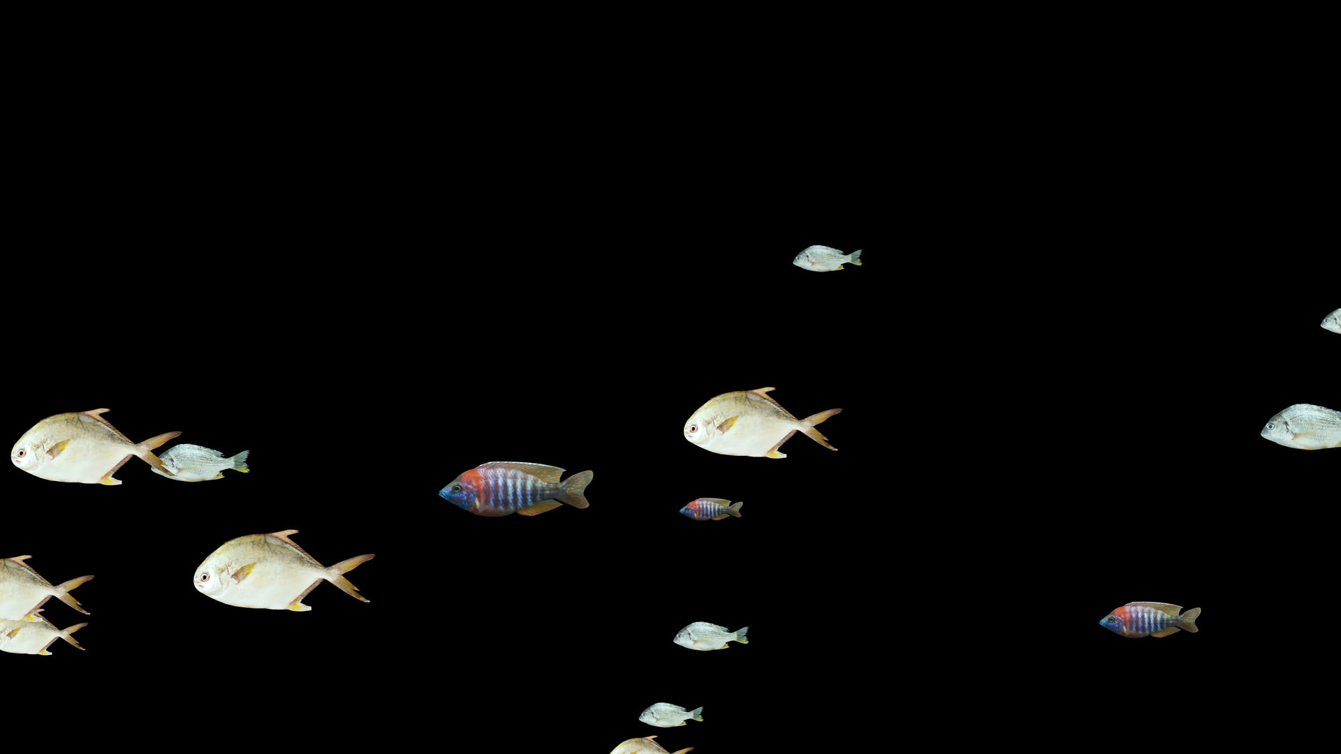 4K透明通道鱼群视频素材视频的预览图