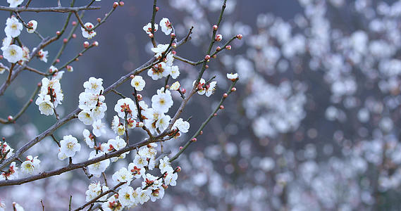 4K多角度微距拍摄春天盛开的梅花视频的预览图