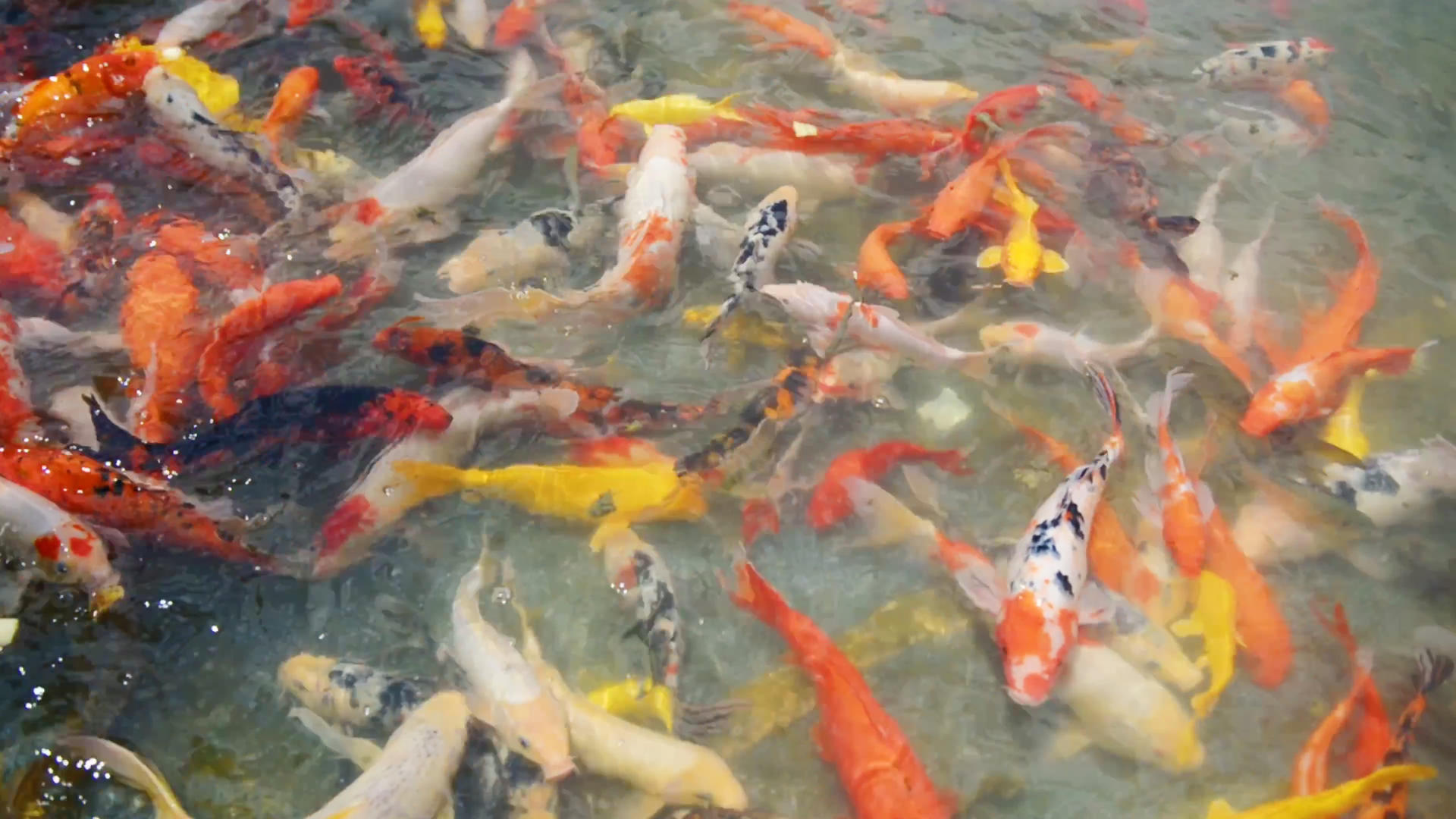 池塘里的五彩锦鲤鱼视频的预览图