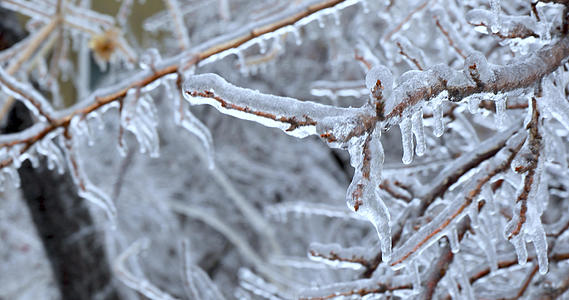 4K多角度拍摄冬季寒潮袭来后被冰封的植物合集视频的预览图