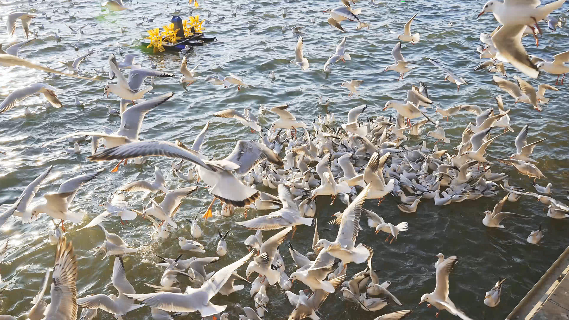 海鸥4K昆明海洪湿地公园视频的预览图