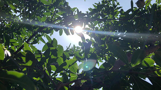 夏天阳光穿透过树叶视频的预览图