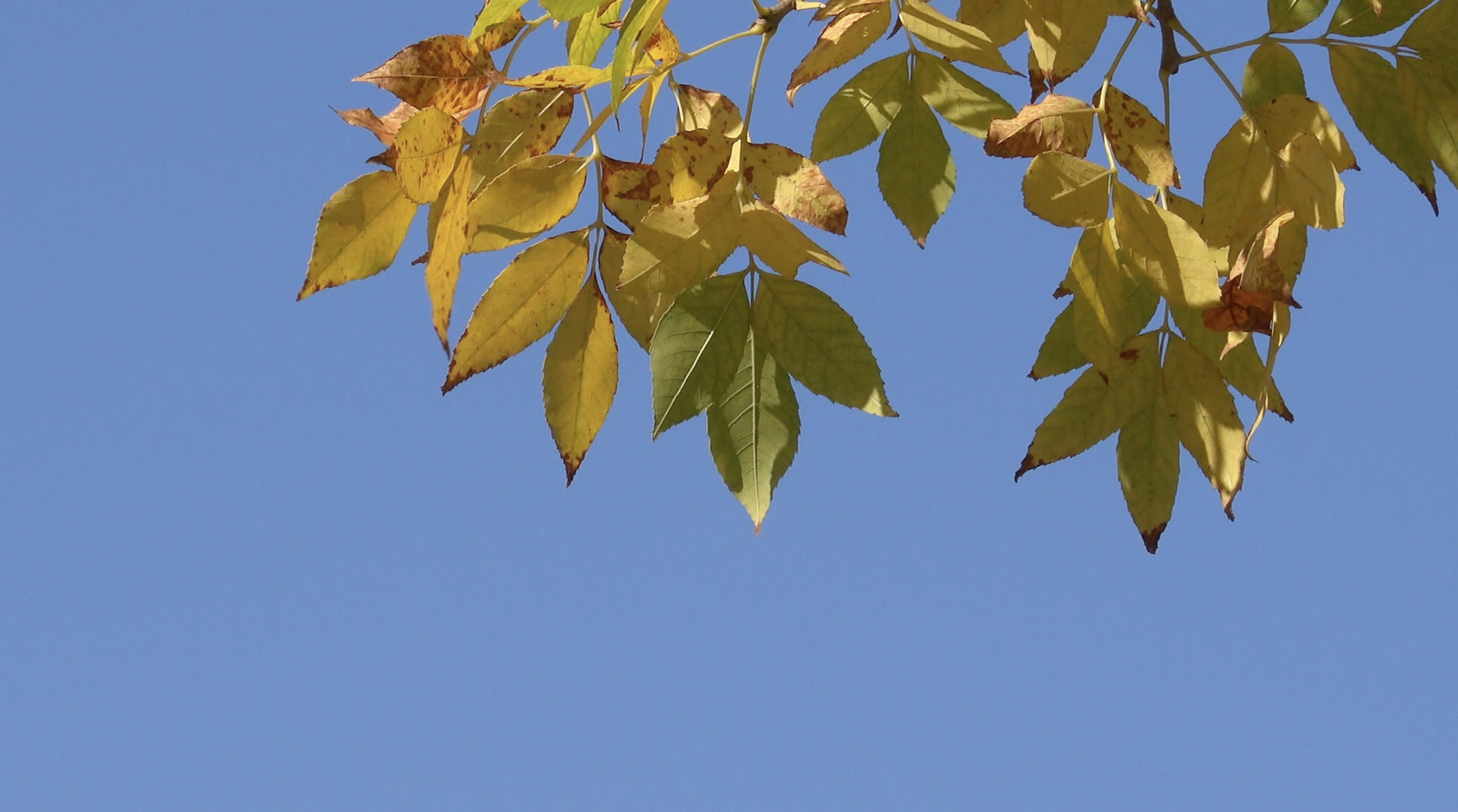 秋季风光蓝天下色彩斑斓的树叶4K视频合集视频的预览图