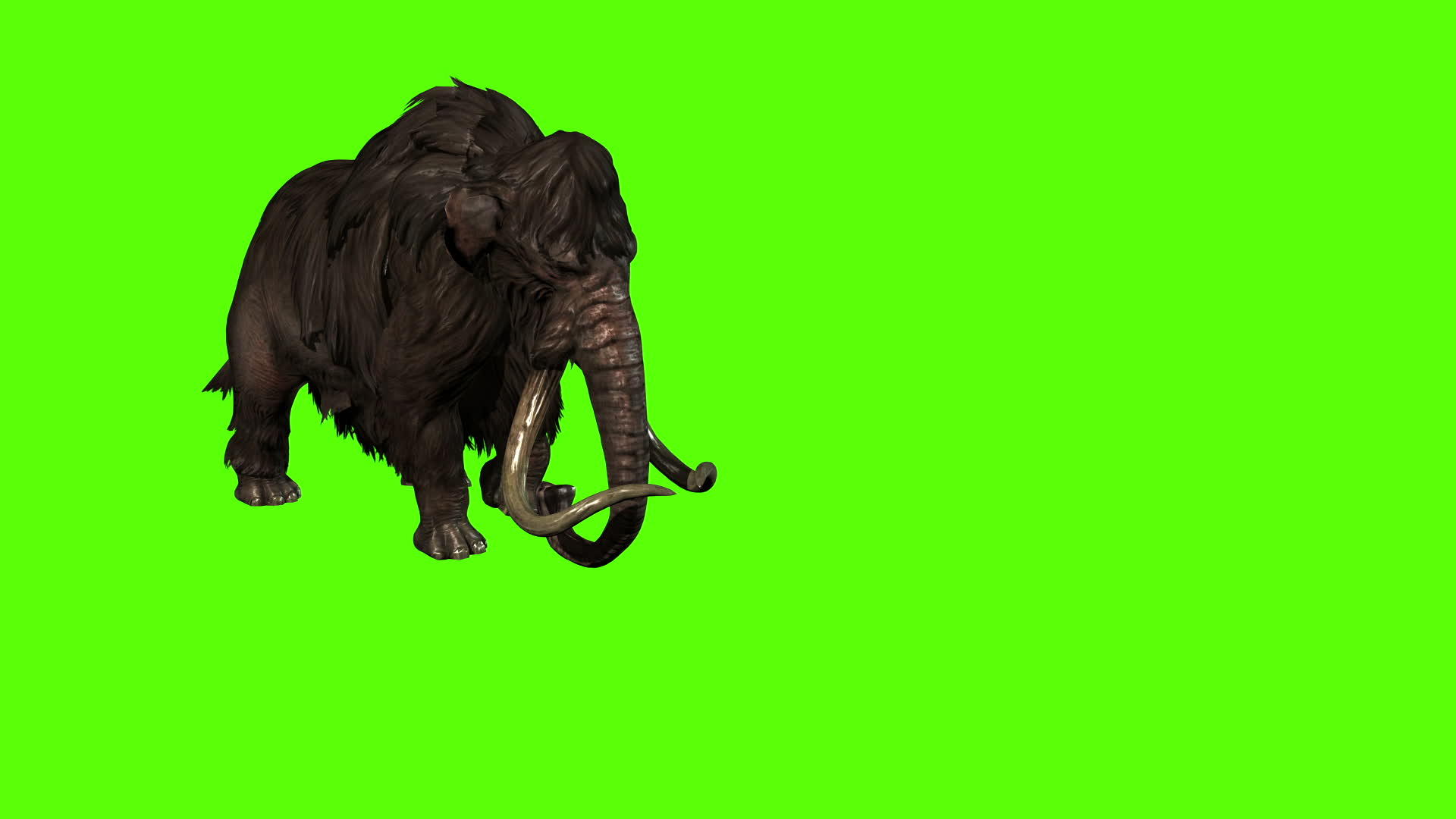 3d绿屏上的动画长毛象攻击视频的预览图
