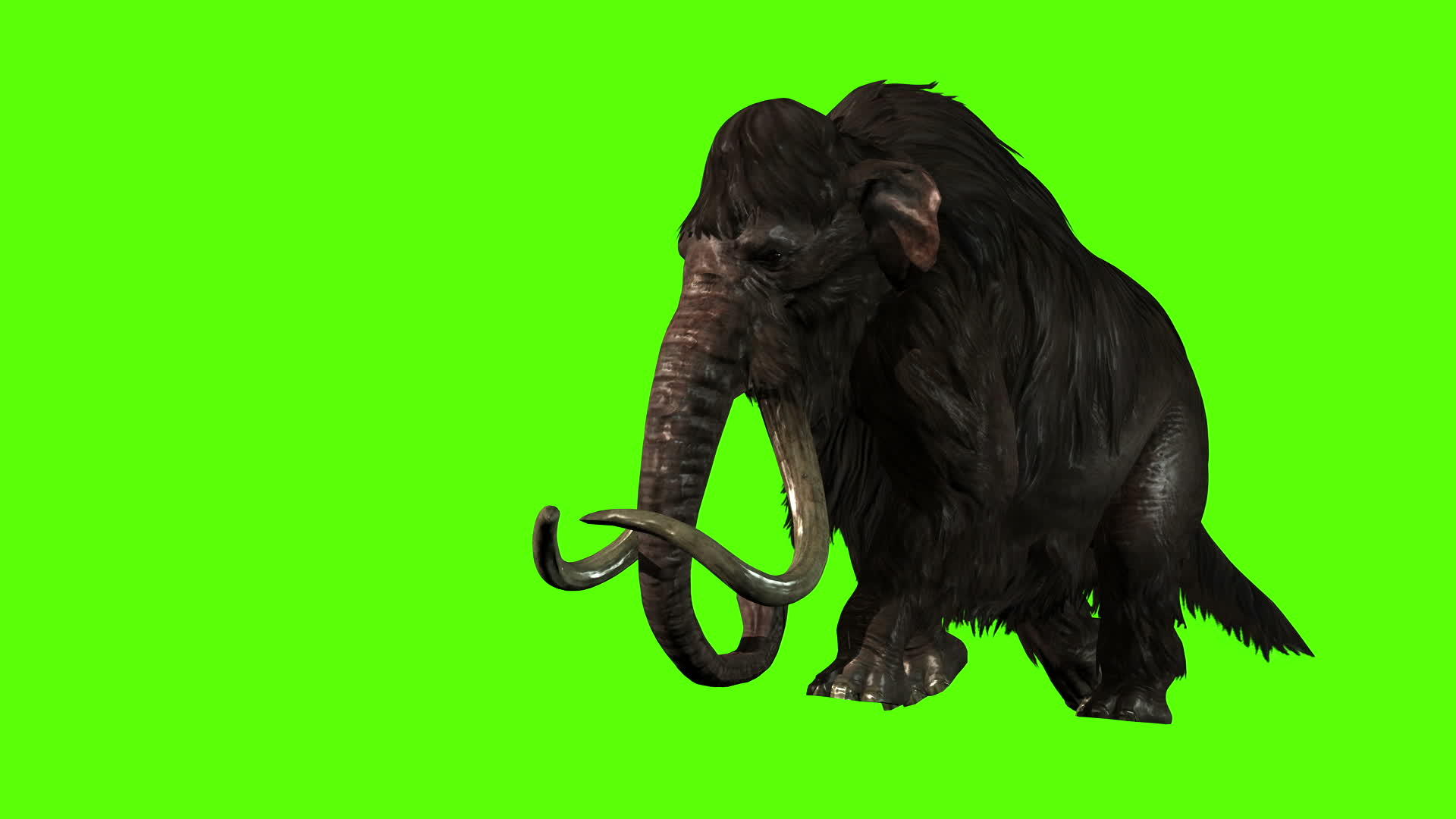3d绿屏长毛象攻击轮廓视频的预览图