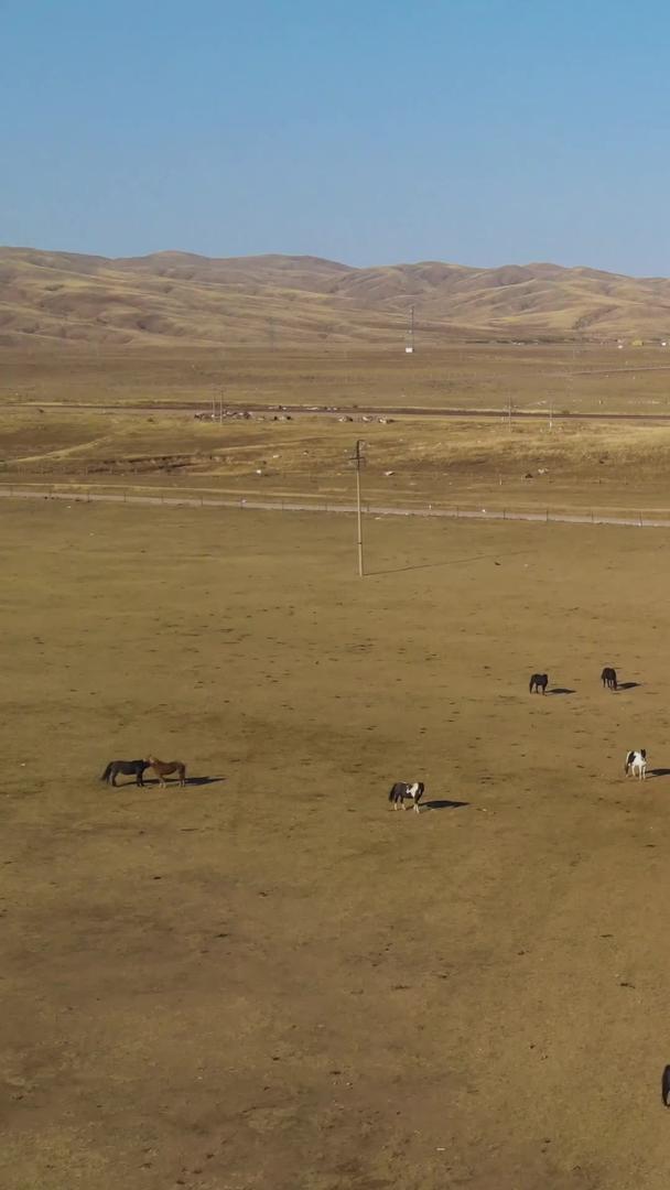 在内蒙古草原上拍摄成群的马群视频的预览图