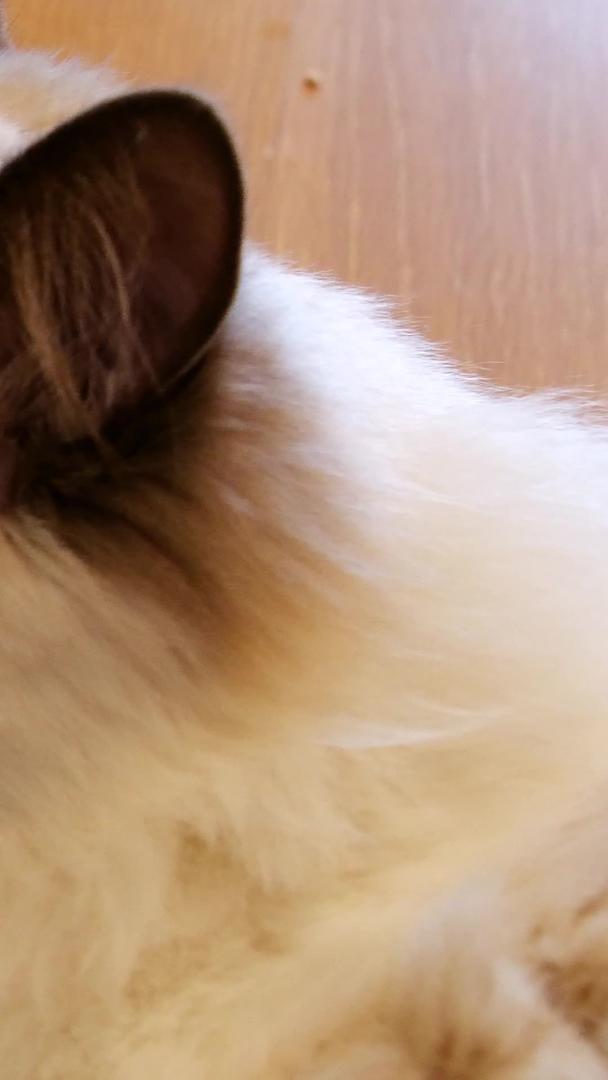 布偶猫宠物猫猫舔头发梳理头发视频的预览图