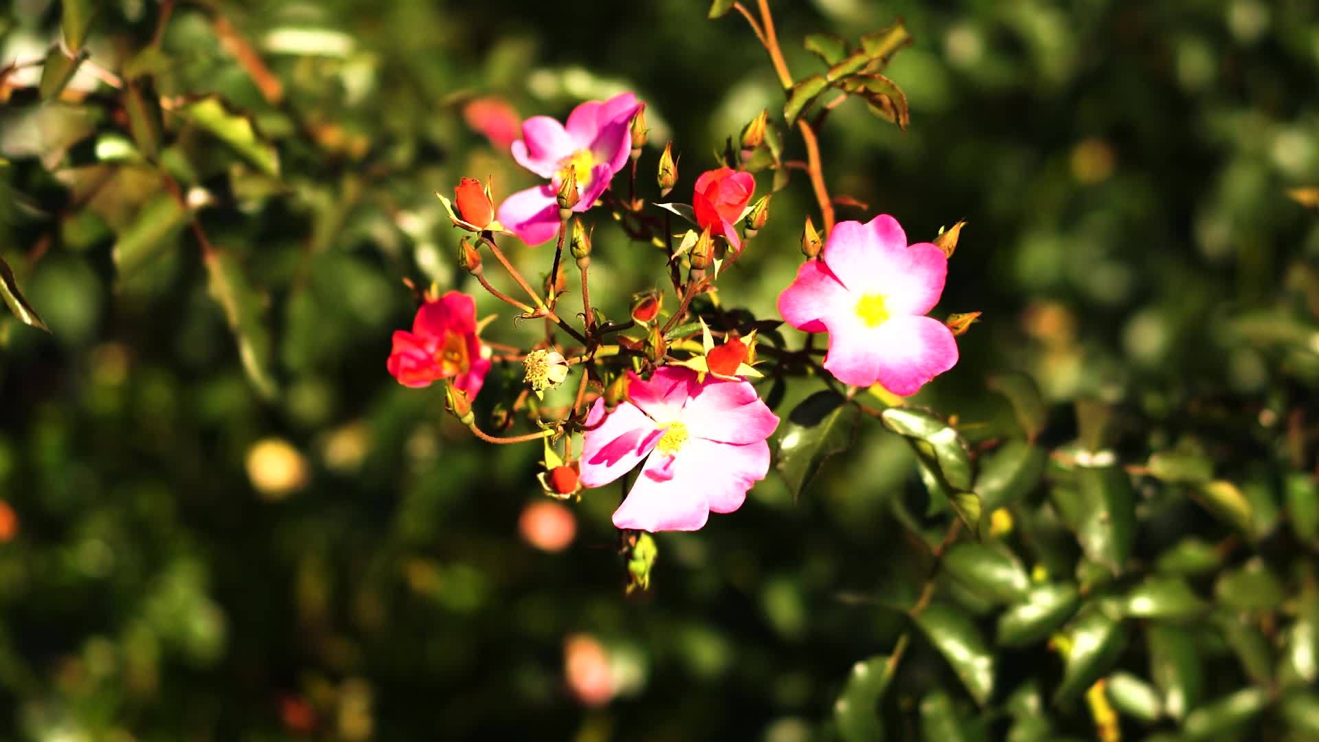 玫瑰的美丽自然底视频的预览图