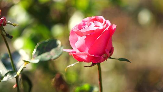 自然背景与美丽的粉红玫瑰关闭视频的预览图